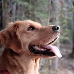 Dog-Friendly Camping at Memorial Park